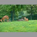 2009-06_opelzoo_095.JPG