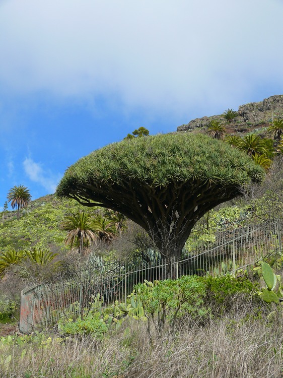 2009-01_lagomera-012.JPG