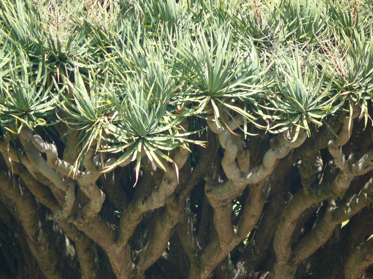 2009-01_lagomera-013.JPG