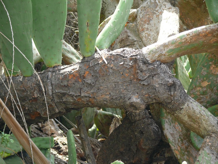 2009-01_lagomera-015.JPG