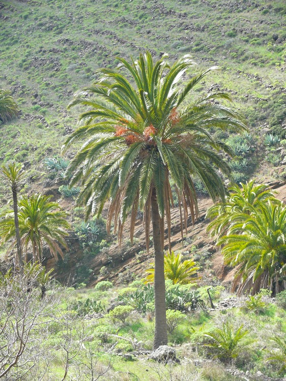 2009-01_lagomera-016.JPG