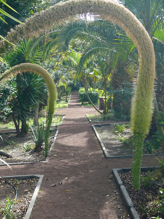 2009-01_lagomera-020.JPG