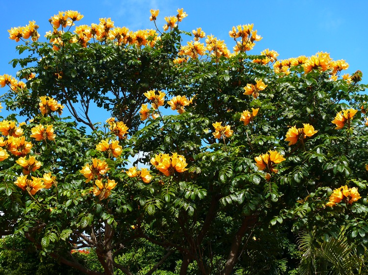 2009-01_lagomera-021.JPG