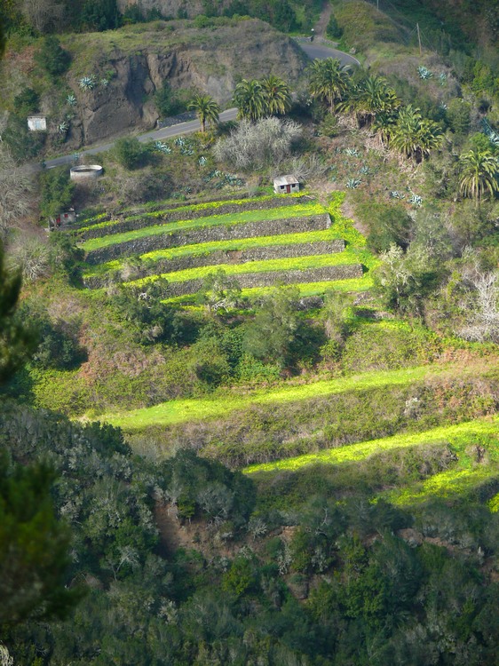 2009-01_lagomera-032.JPG