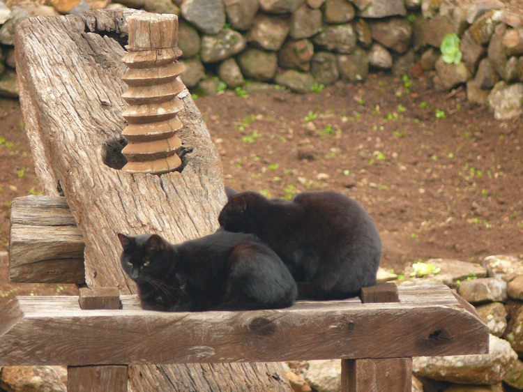 2009-01_lagomera-050.JPG