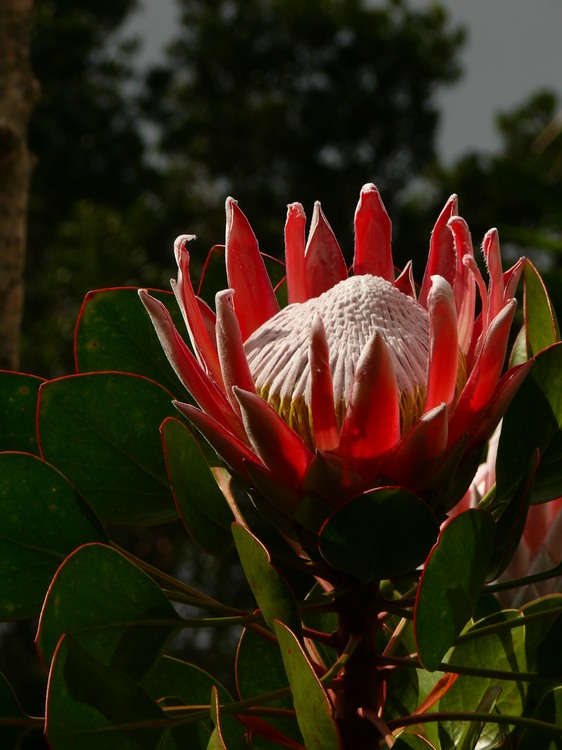 2009-01_lagomera-058.JPG