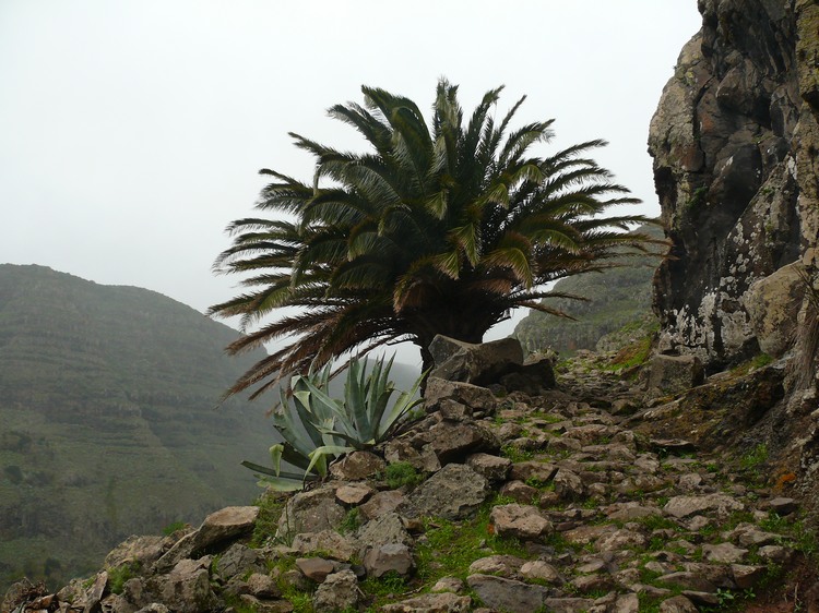 2009-01_lagomera-077.JPG