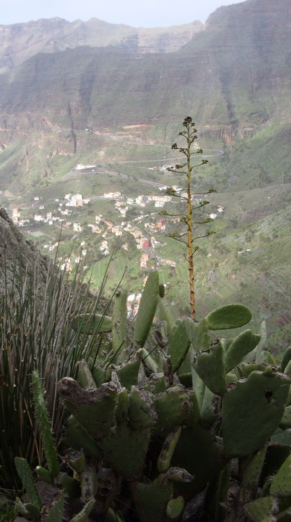 2009-01_lagomera-079.JPG