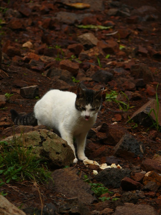 2009-01_lagomera-082.JPG