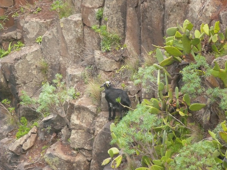 2009-01_lagomera-084.JPG