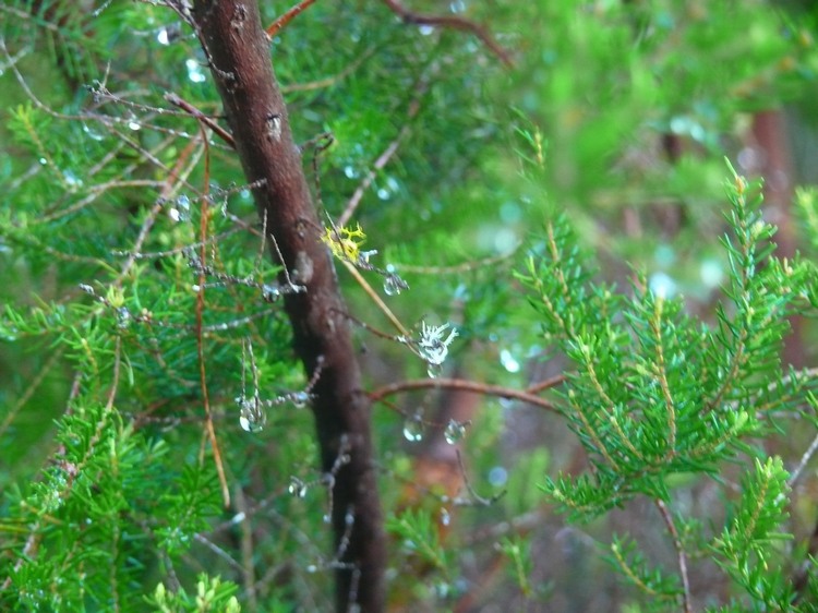 2009-01_lagomera-101.JPG