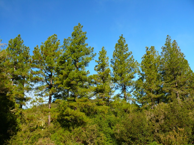 2009-01_lagomera-103.JPG