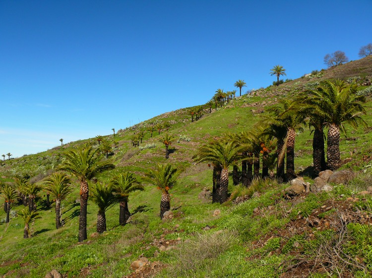 2009-01_lagomera-105.JPG