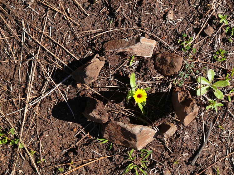 2009-01_lagomera-116.JPG