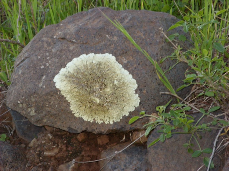 2009-01_lagomera-126.JPG