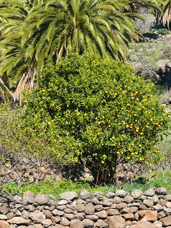 2009-01_lagomera-127.JPG