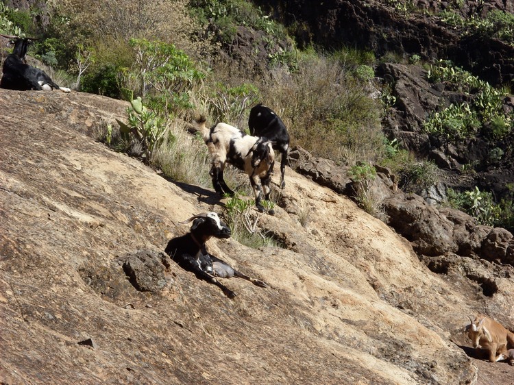 2009-01_lagomera-130.JPG