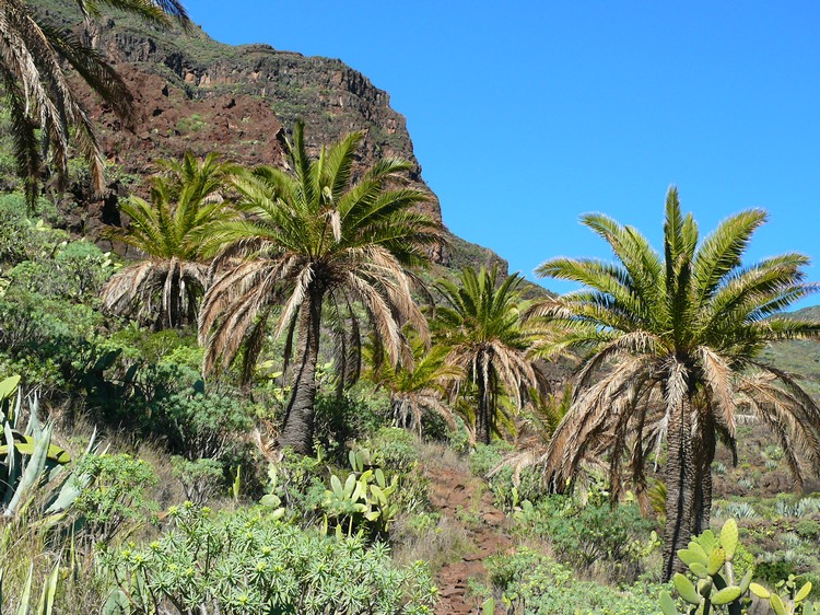 2009-01_lagomera-133.JPG