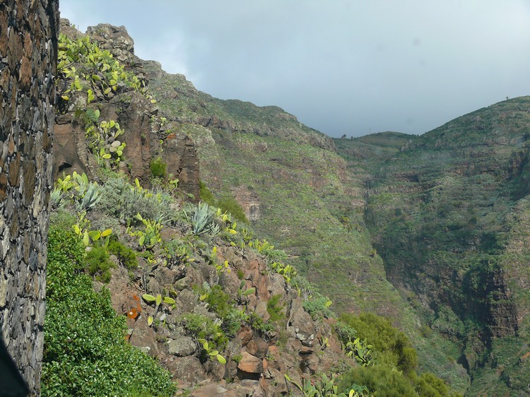 2009-01_lagomera-165.JPG