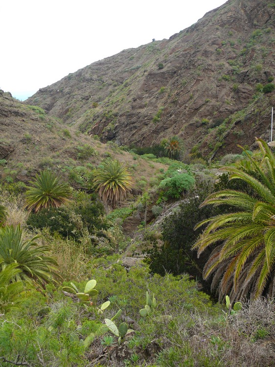 2009-01_lagomera-175.JPG