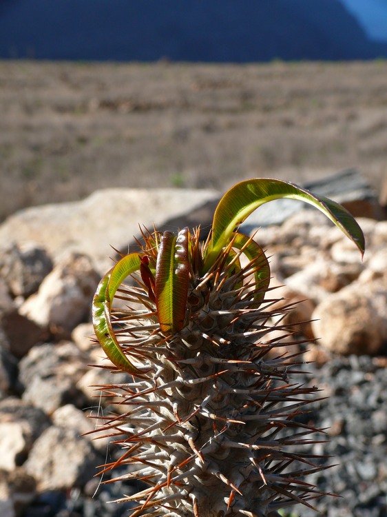 2009-01_lagomera-197.JPG