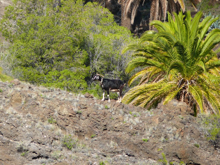 2009-01_lagomera-222.JPG