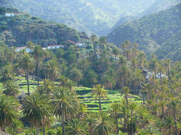 2009-01_lagomera-226.JPG