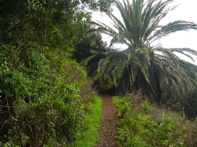 2009-01_lagomera-233.JPG