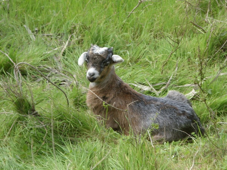 2009-01_lagomera-237.JPG