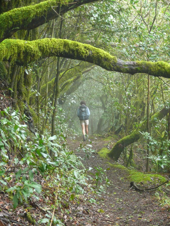 2009-01_lagomera-259.JPG