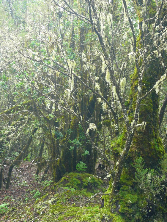 2009-01_lagomera-263.JPG