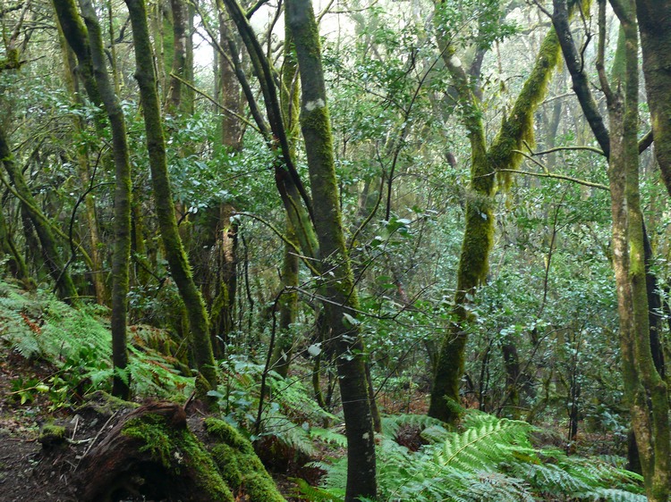 2009-01_lagomera-266.JPG