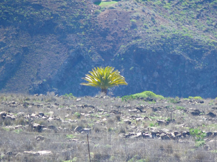 2009-01_lagomera-280.JPG