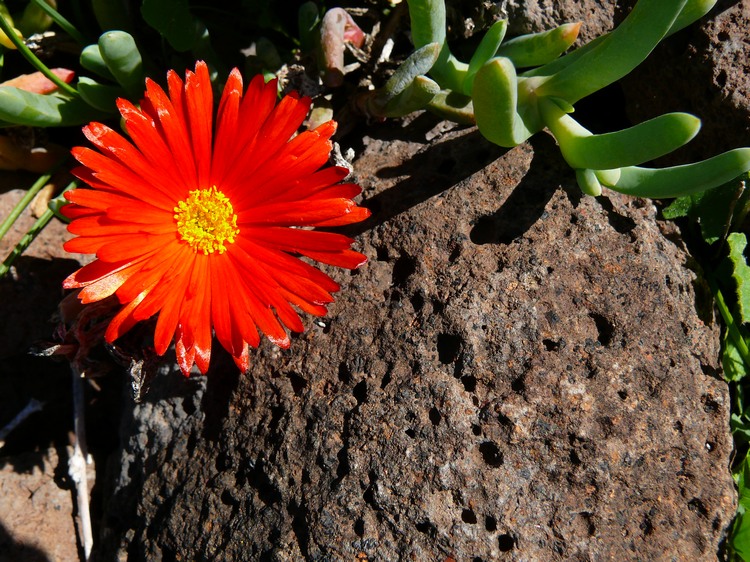 2009-01_lagomera-285.JPG