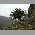 2009-01_lagomera-077.JPG