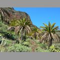 2009-01_lagomera-133.JPG