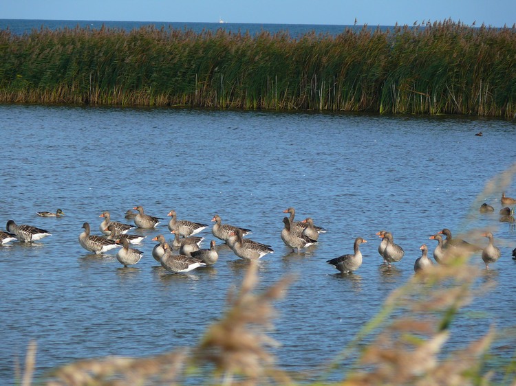 2009_ostsee_114.JPG