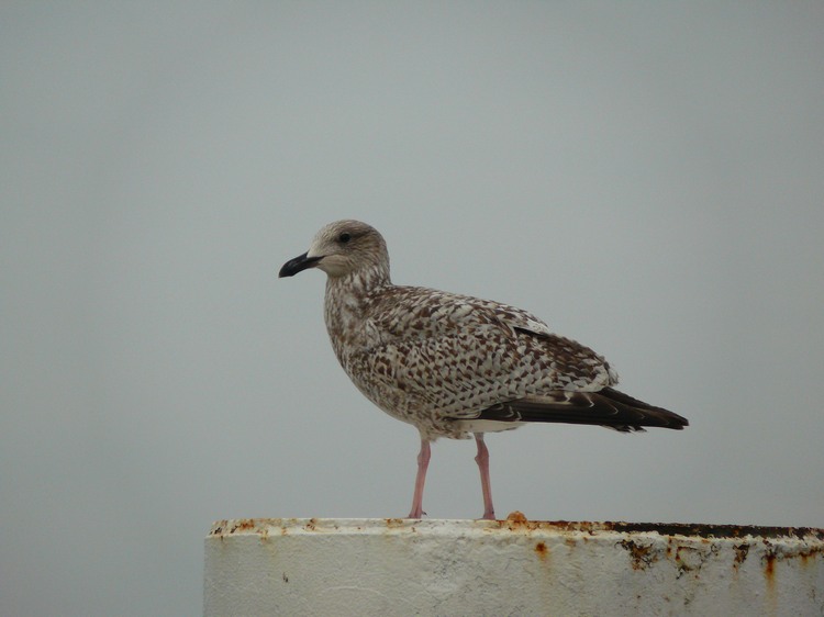 2009_ostsee_127.JPG