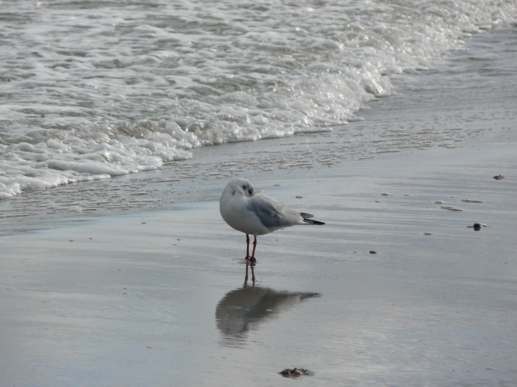 2009_ostsee_226.JPG