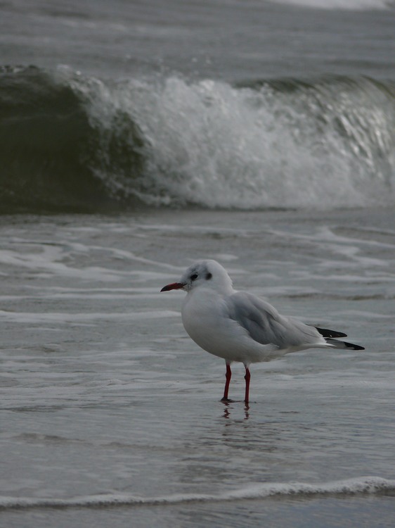 2009_ostsee_227.JPG