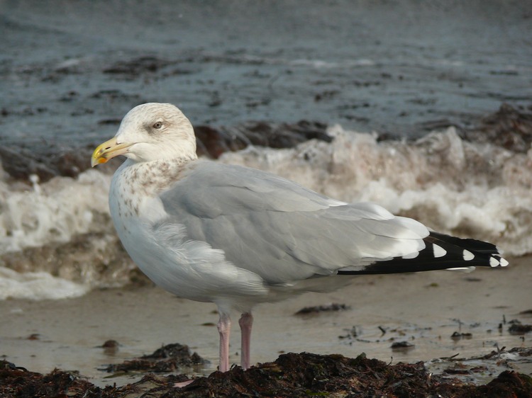 2009_ostsee_230.JPG