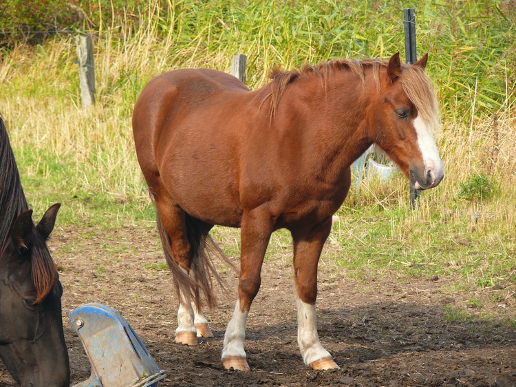 2009_ostsee_240.JPG