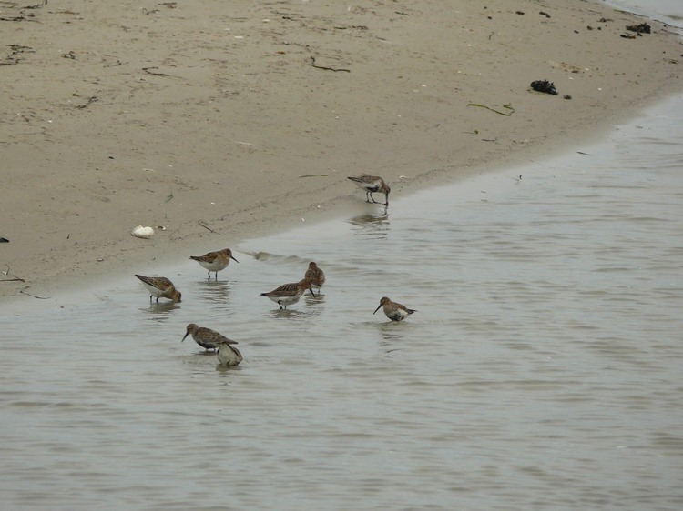 2009_ostsee_250.JPG