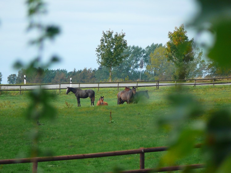 2009_ostsee_264.JPG