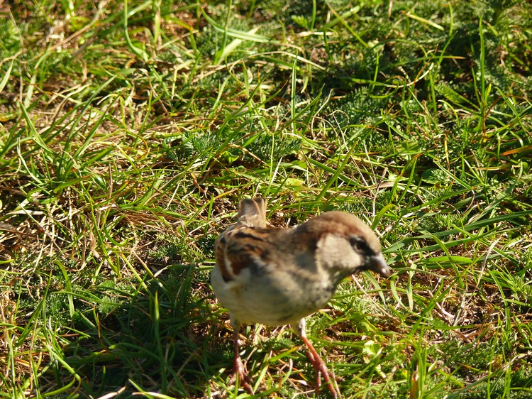 2009_ostsee_357.JPG