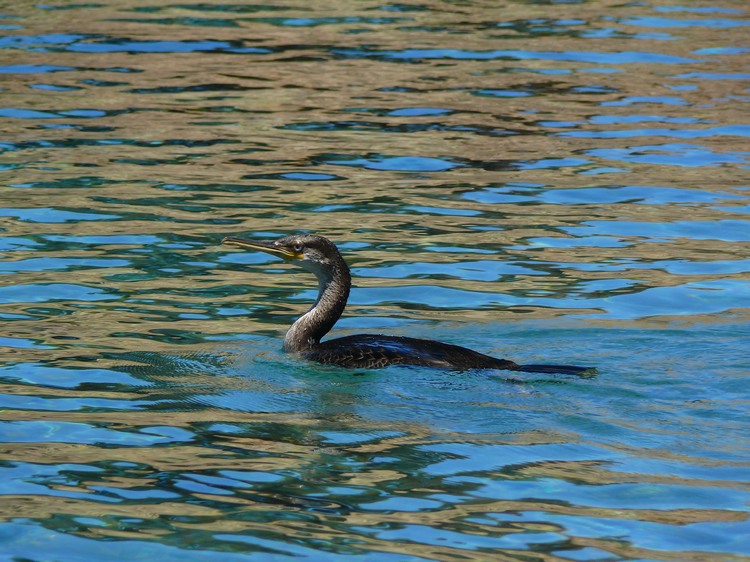 2009_sardinien_009.JPG