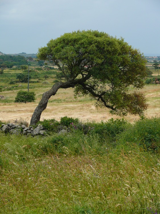 2009_sardinien_131.JPG