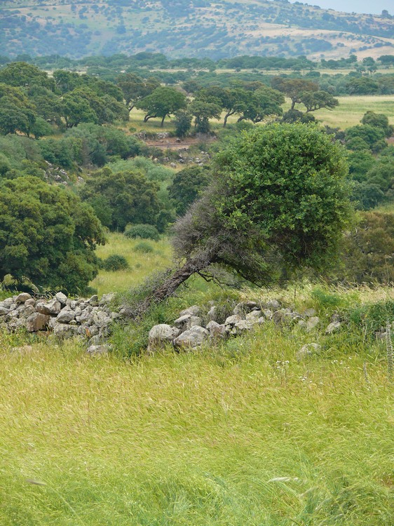 2009_sardinien_132.JPG