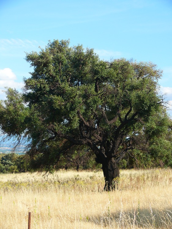 2009_sardinien_193.JPG