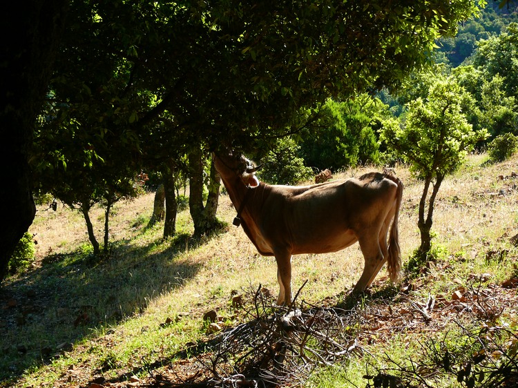 2009_sardinien_194.JPG